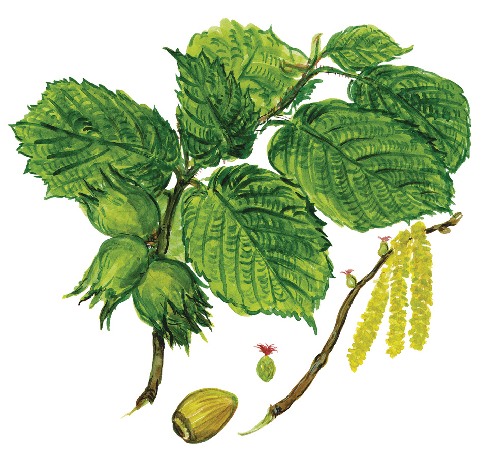 Haselnusszweig mit Blüten und Früchten (Corylus avellana)