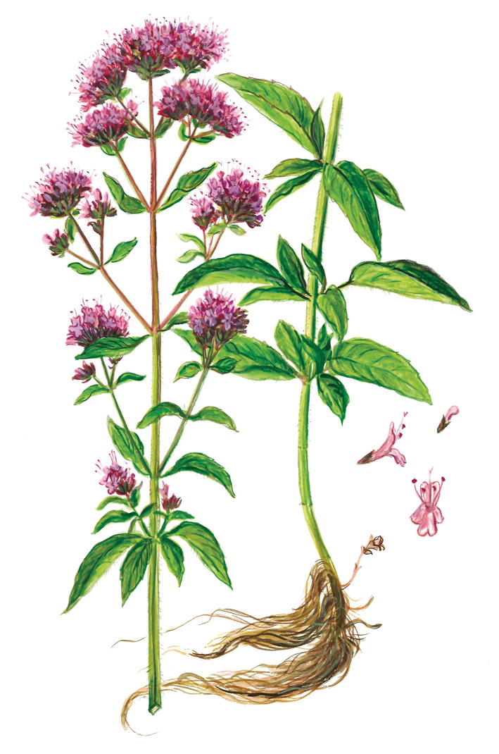 Dost oder Oregano (Origanum vulgare)