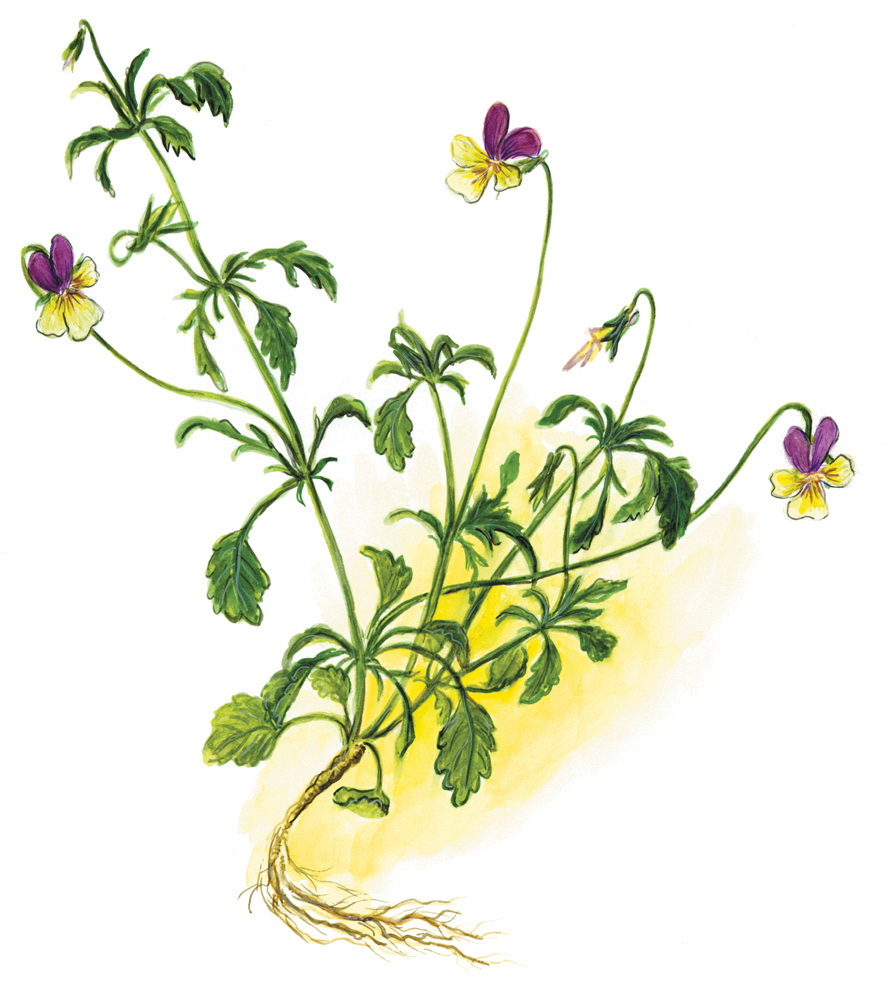 Acker-Stiefmütterchen oder Wildes Stiefmütterchen (Viola tricolor)