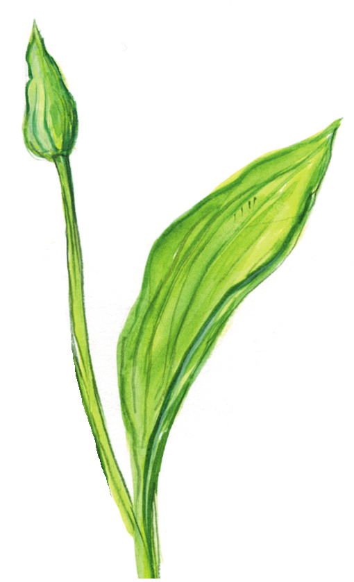 Bärlauchknospe und Blatt (Allium ursinum)