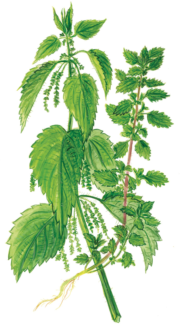 Große und Kleine Brennnessel (Urtica dioica und Urtica urens)