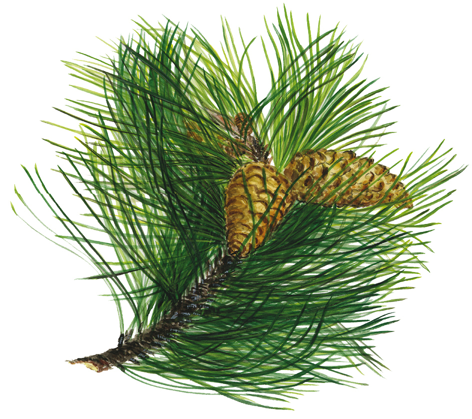 Kiefern- oder Föhrenzweig (Pinus silvestris)