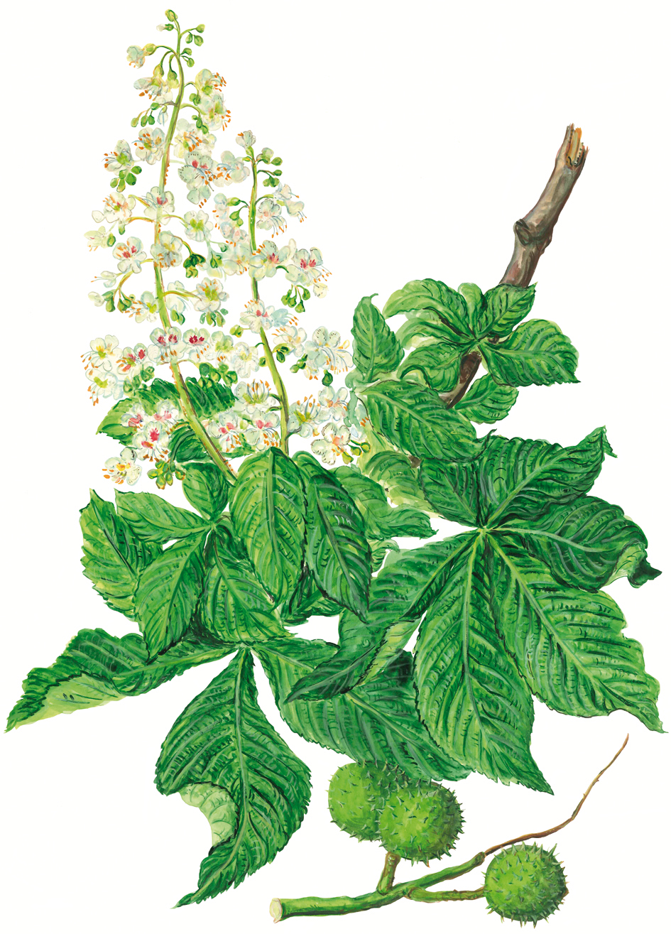 Rosskastanie mit Blüten und Früchten (Aesculus hippocastanum)