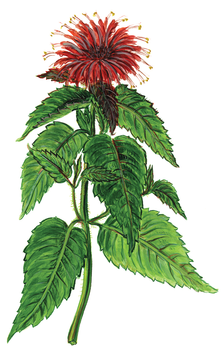 Goldmelisse (Monarda didyma)