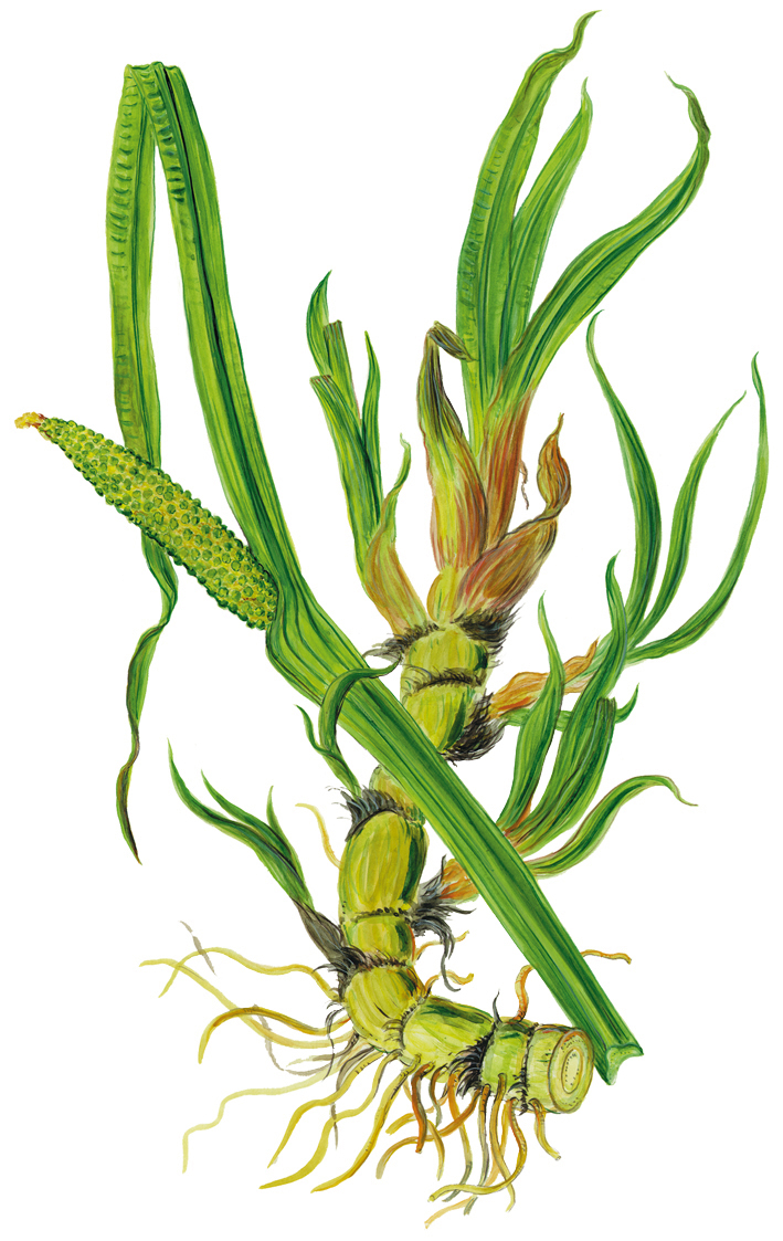 Kalmuswurzel und Blütenstand (Acorus calamus)