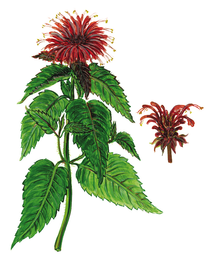 Goldmelisse oder Indianernessel (Monarda didyma)