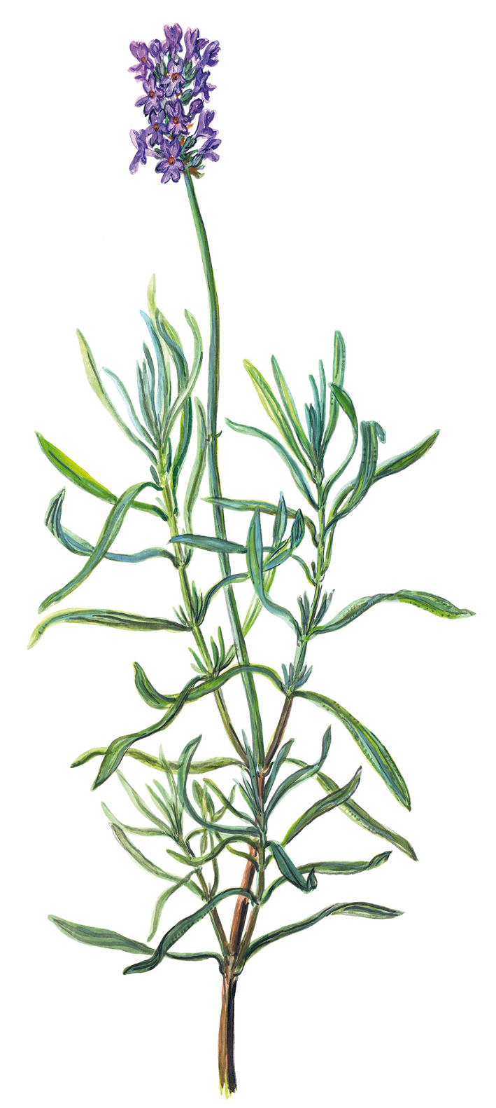 Lavendel, grüner Buschen mit Einzelblüte (Lavandula angustifolia)