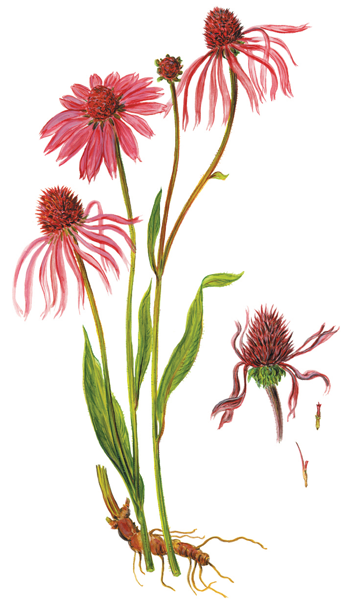 Roter oder Schmalblättriger Sonnenhut (Echinacea angustifolia)