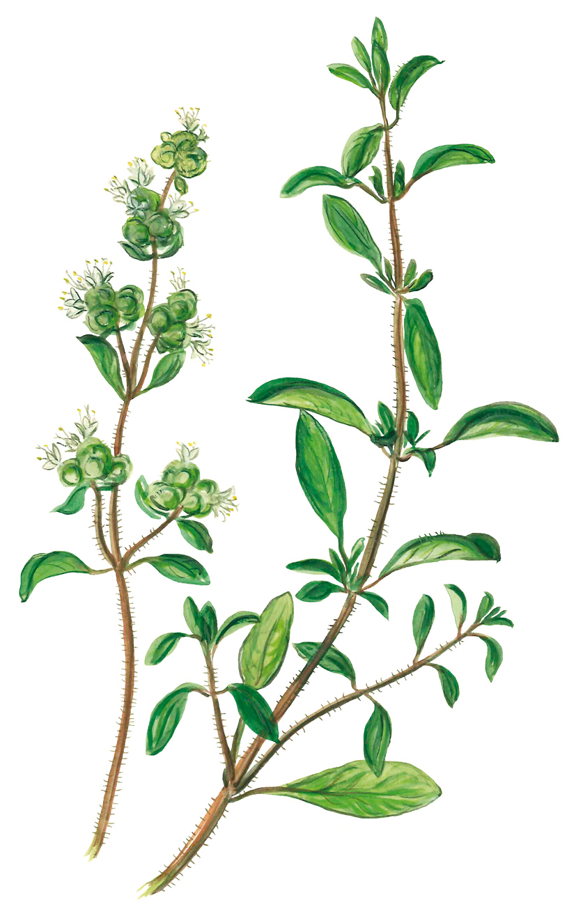 Majoran (Origanum majorana)