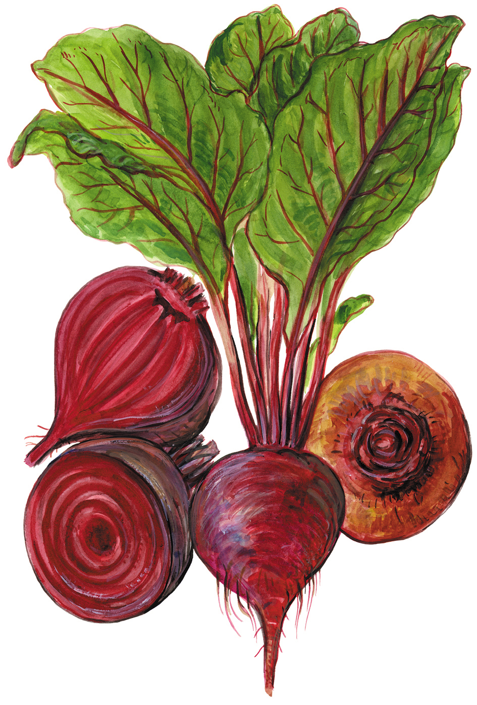 Rote Rübe (Beta vulgaris subsp. vulgaris)