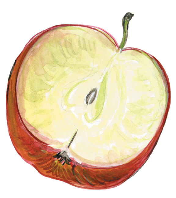 Apfelhälfte (Malus)