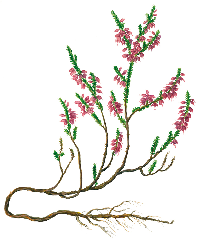 Heidekraut oder Besenheide (Calluna vulgaris)