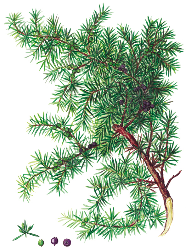 Wacholderzweig mit Beeren (Juniperus communis)