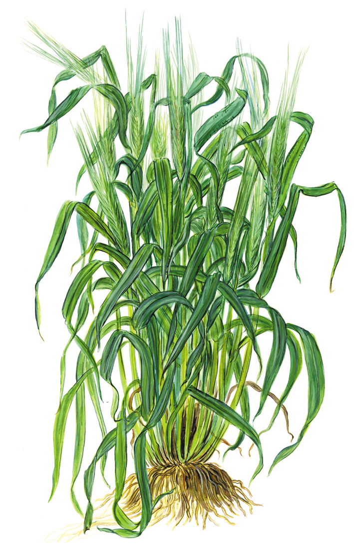 Gerste (Hordeum vulgare)