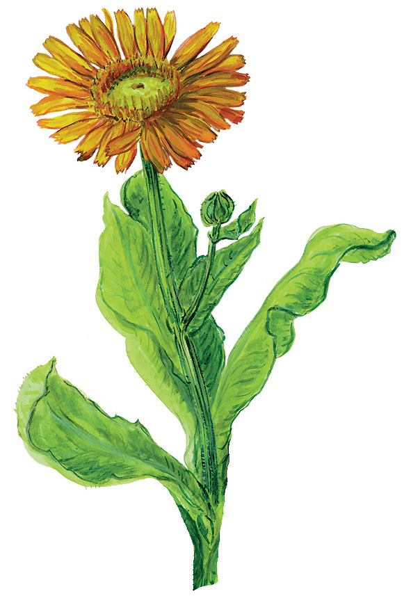 Ringelblumenzweig mit Einzelblüte und Knospe (Calendula officinalis)