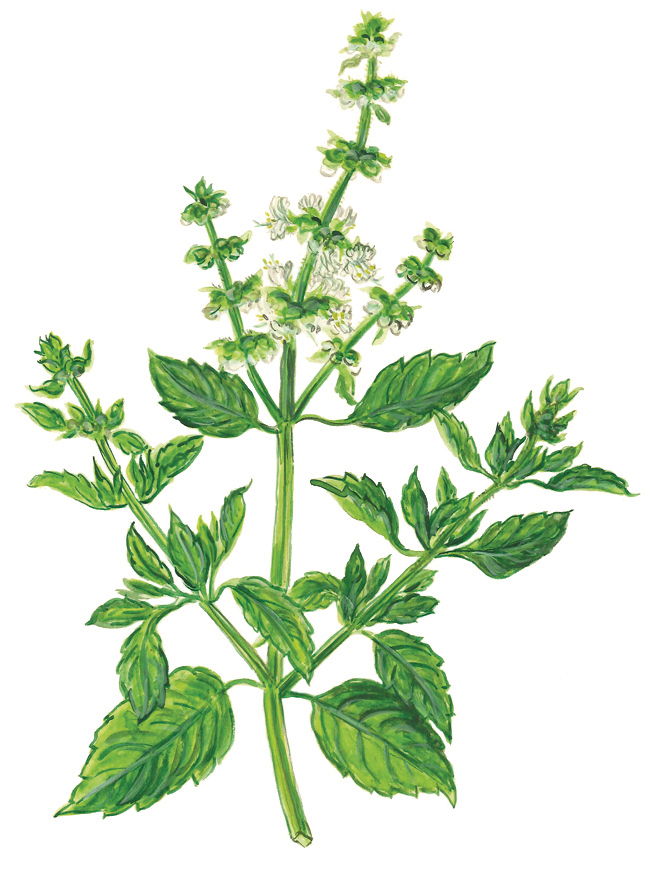 Basilikum oder Basilienkraut (Ocimum basilicum)