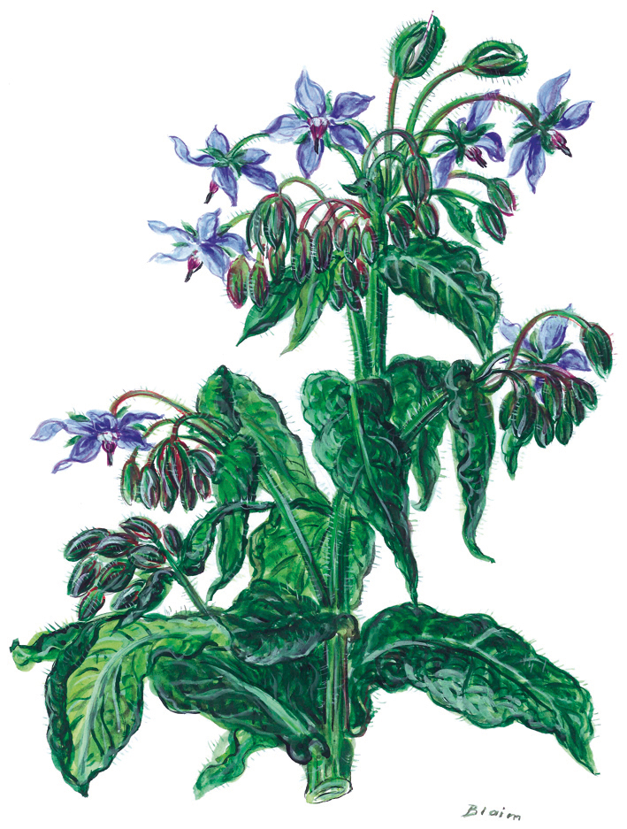 Borretsch oder Gurkenkraut (Borago officinalis)
