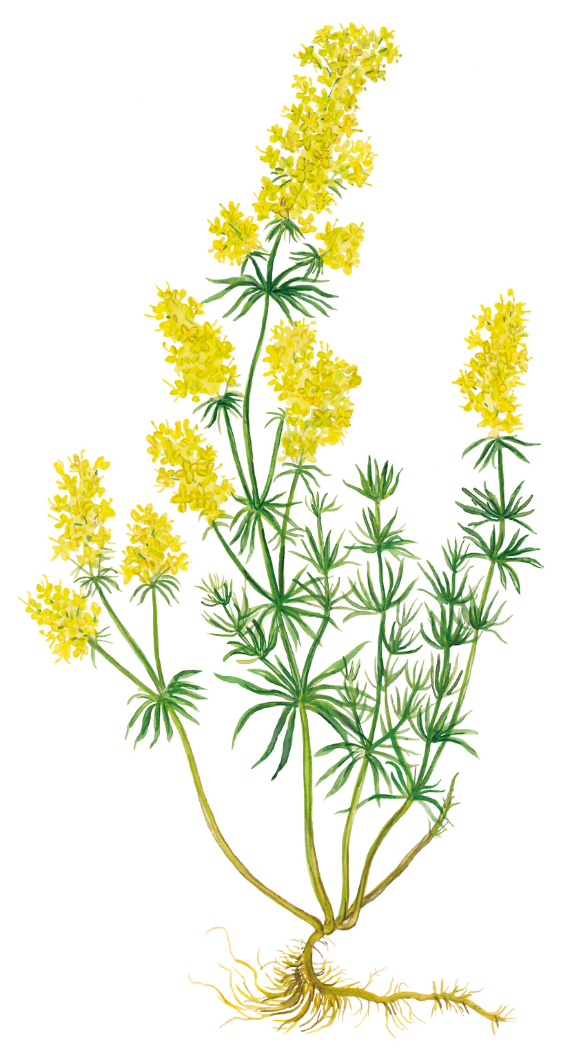 Gelbes oder Echtes Labkraut (Galium verum)
