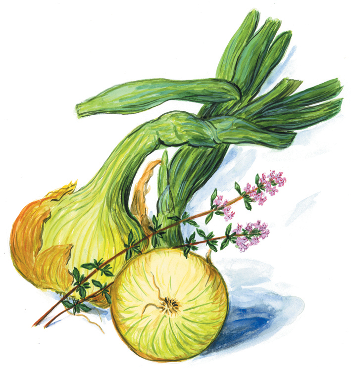 Zwiebel (Allium cepa) mit Thymianzweig