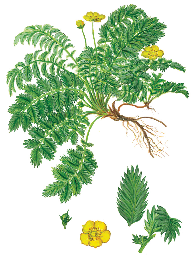 Gänsefingerkraut oder Anserine (Potentilla anserina)