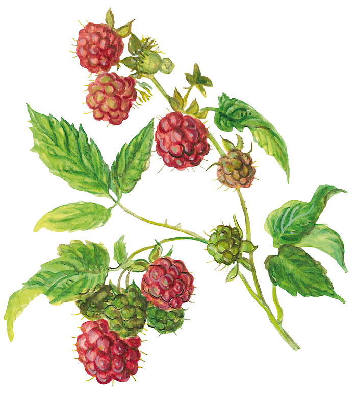 Himbeere, Fruchtzweig (Rubus idaeaus)