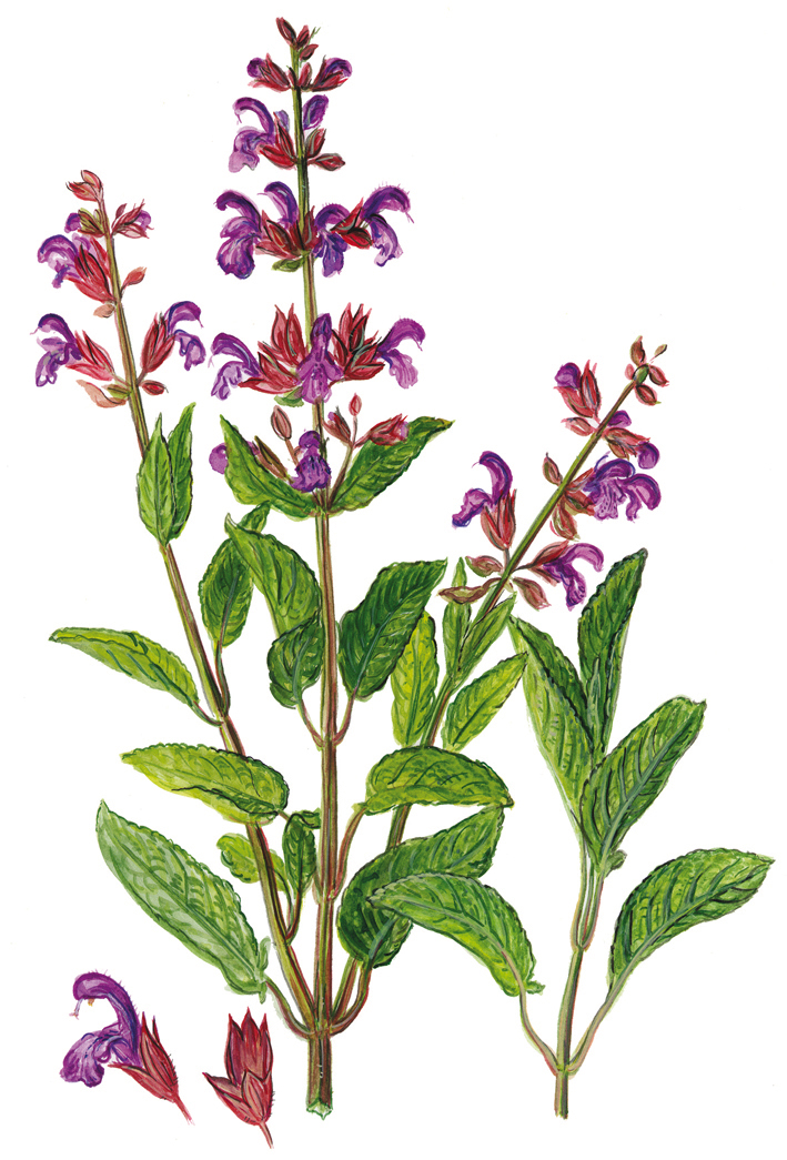 Salbei blühend (Salvia officinalis)