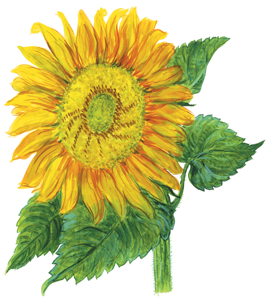 Sonnenblume (Helianthus annuus)