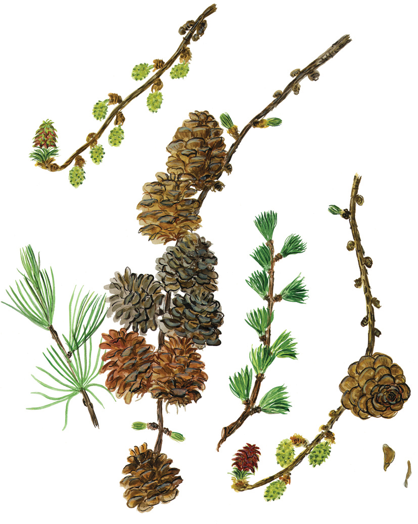 Lärchenzweige (Larix decidua)