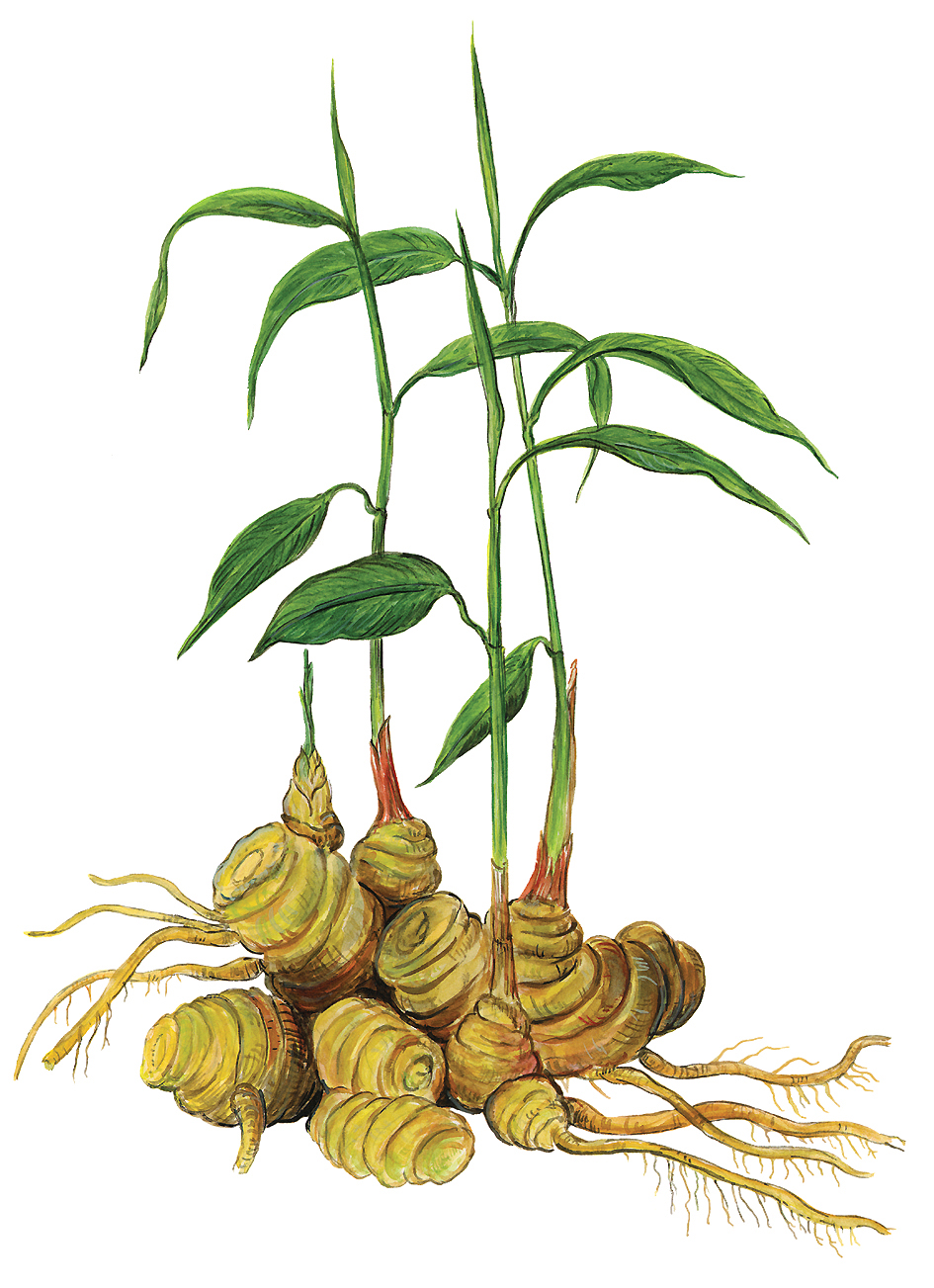 Ingwer (Zingiber officinale)