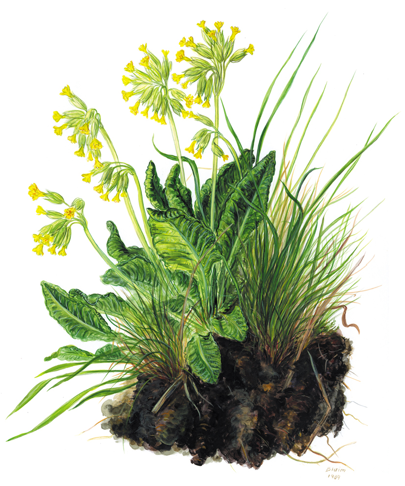 Schlüsselblume mit Gras und Erde