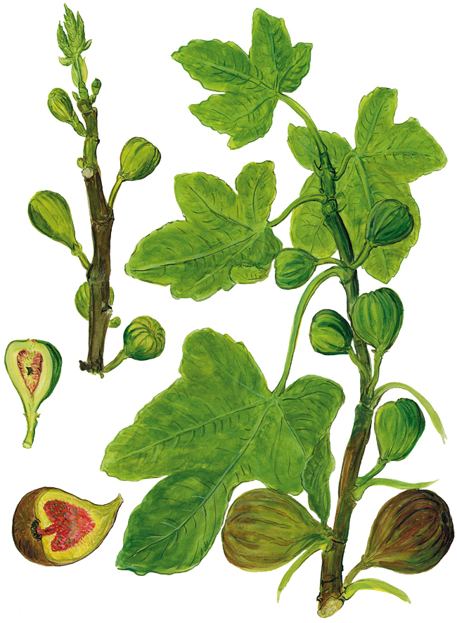 Feigenzweig mit Früchten (Ficus carica)