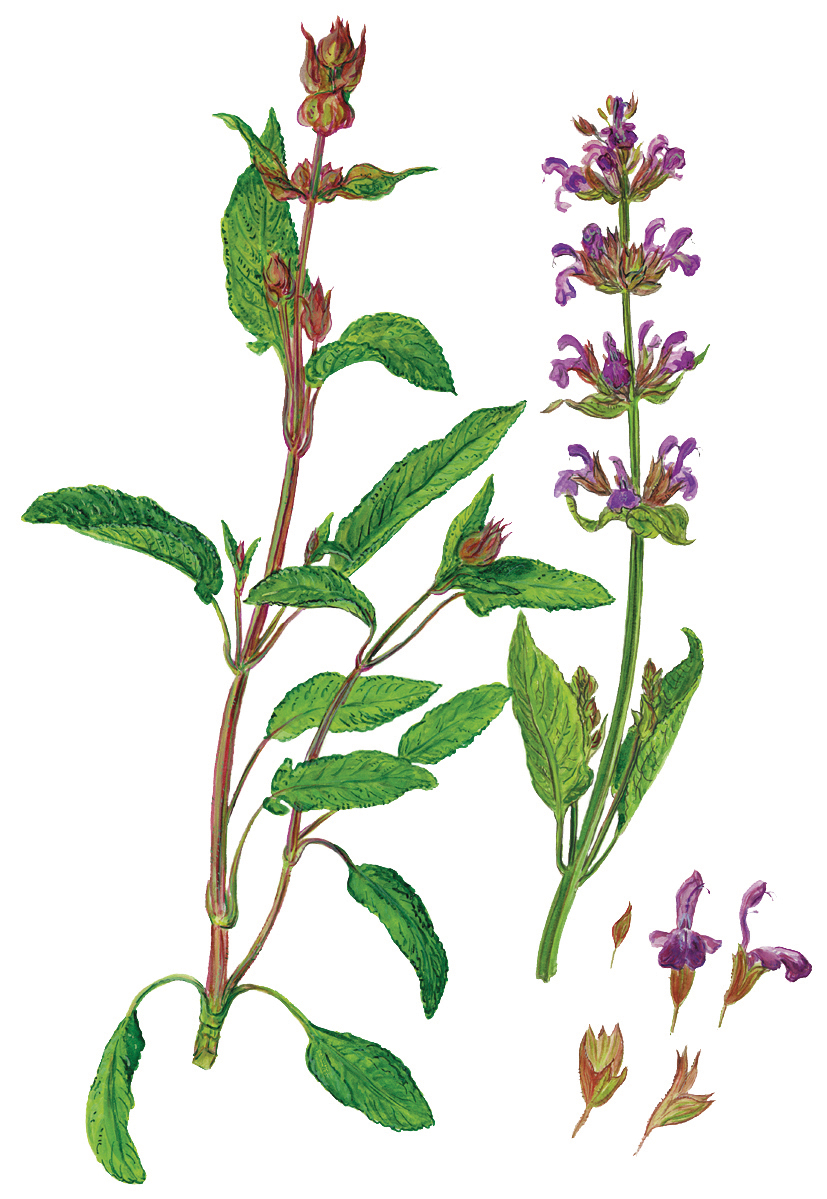 Salbei mit Knospen und Einzelblüten