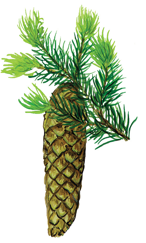 Fichtenzweig und Fichtenzapfen (Picea abies)