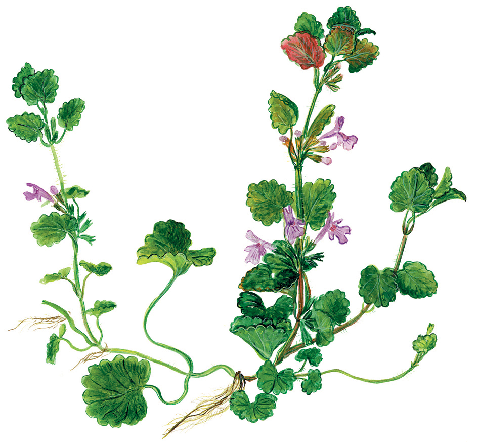 Gundelrebe (Glechoma hederacea)