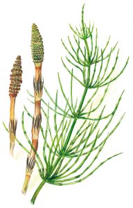 Ackerschachtelhalm oder Zinnkraut (Equisetum arvense)
