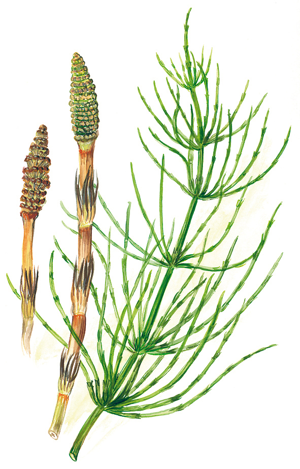 Ackerschachtelhalm oder Zinnkraut (Equisetum arvense)