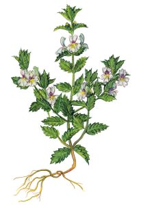Augentrost (Euphrasia officinalis)