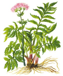 Baldrian (Valeriana officinalis)