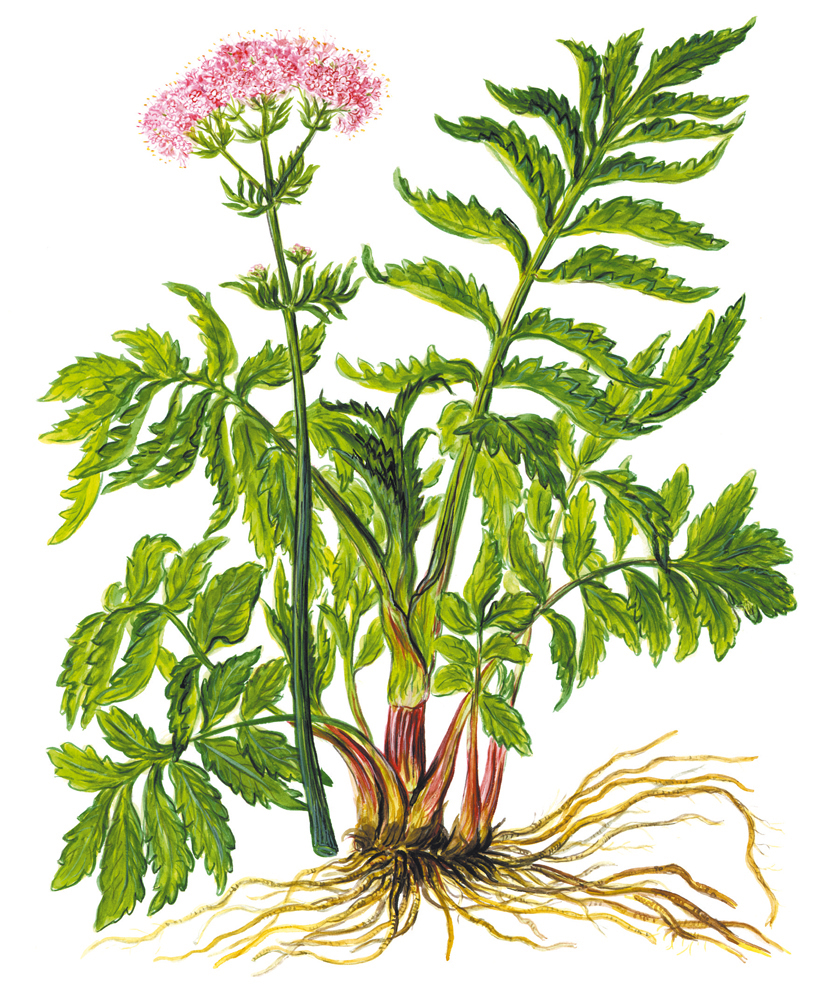 Baldrian (Valeriana officinalis)