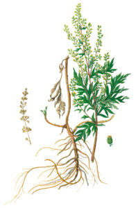 Beifuß mit Wurzel und Blütendetails (Artemisia vulgaris)