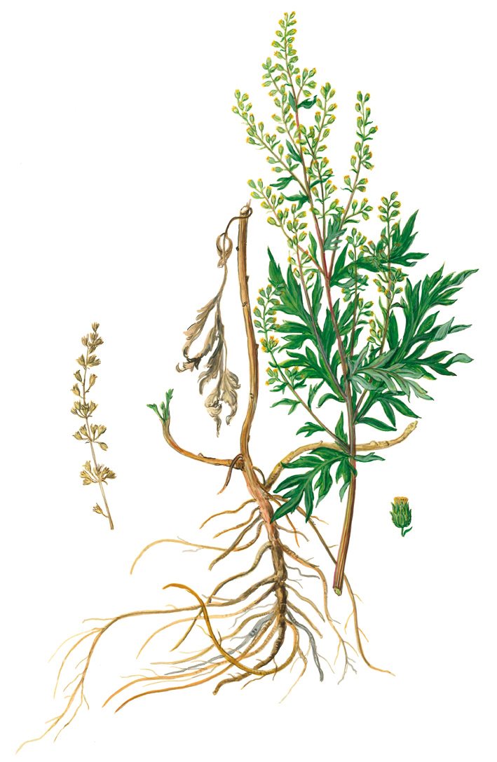 Beifuß mit Wurzel und Blütendetails (Artemisia vulgaris)