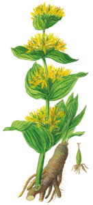 Gelber Enzian (Gentiana lutea) © Pflanzenaquarell: Adolf Blaim, Kräuterpfarrer-Zentrum