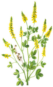 Gelber Steinklee (Melilotus officinalis)