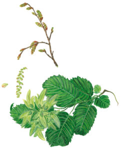 Hainbuchenzweig mit Früchten und Blüten (Carpinus betula)