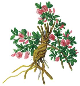 Dornige Hauhechel (Ononis spinosa)