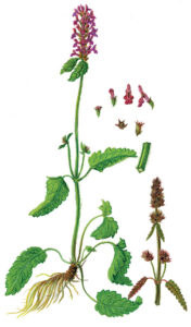 Heilziest, Echter oder Betonie (Stachys officinalis)