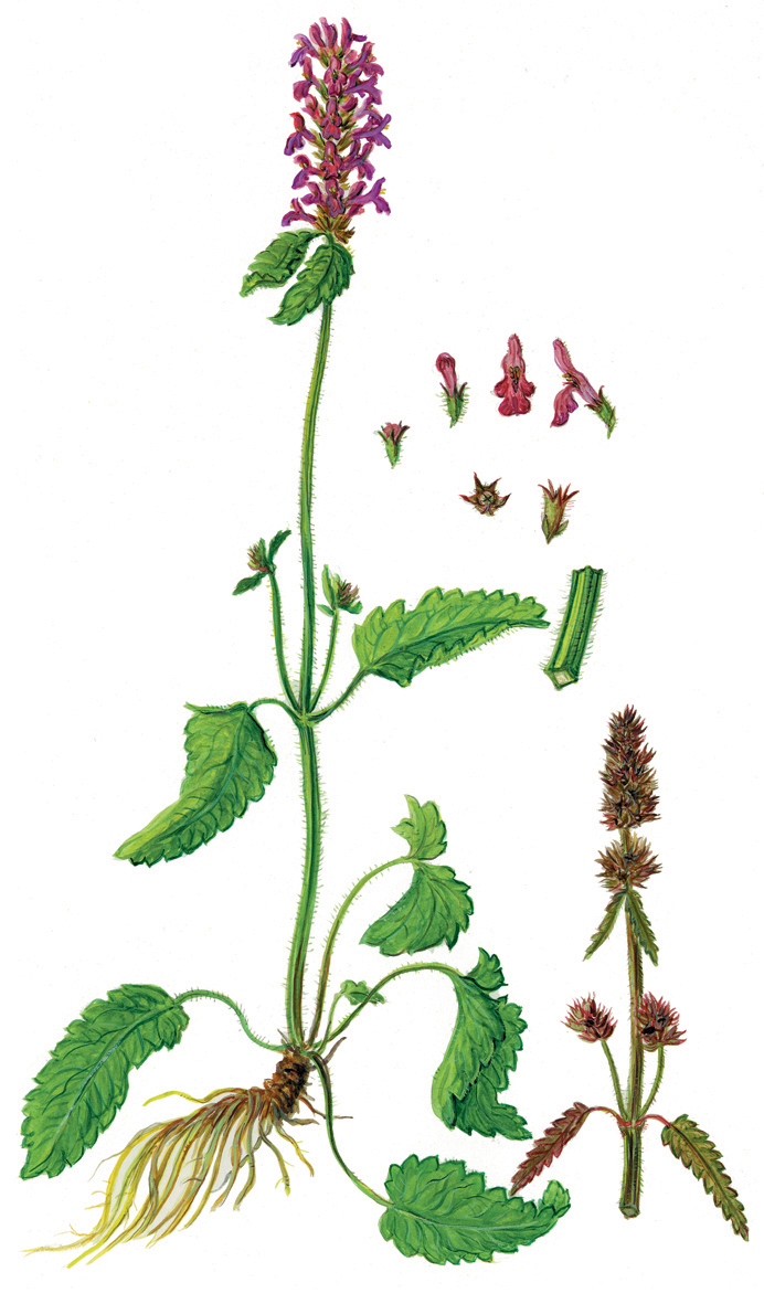 Heilziest, Echter oder Betonie (Stachys officinalis)