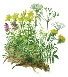 Blumenwiese für Heublumen