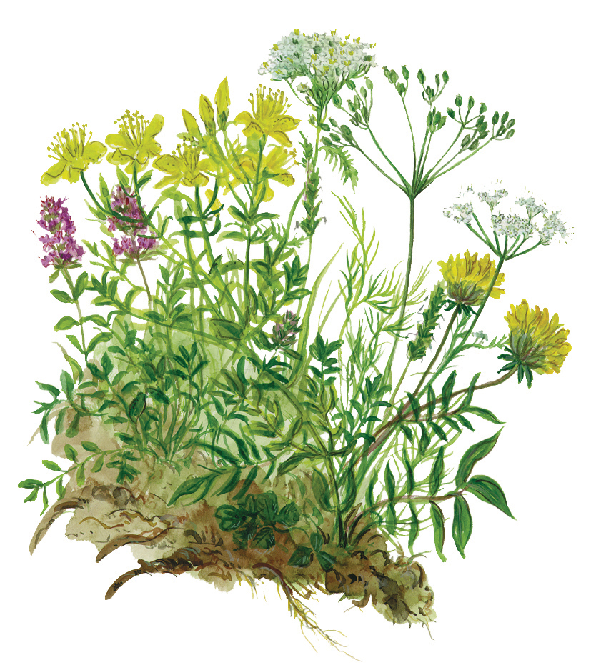 Blumenwiese für Heublumen