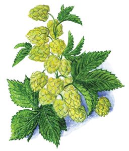 Hopfen (Humulus lupulus) © Aquarell von Adolf Blaim, Kräuterpfarrer-Zentrum Karlstein/Thaya